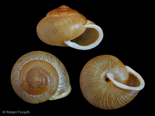 Photo of Allogona ptychophora by <a href="http://www.mollus.ca/">Robert  Forsyth</a>